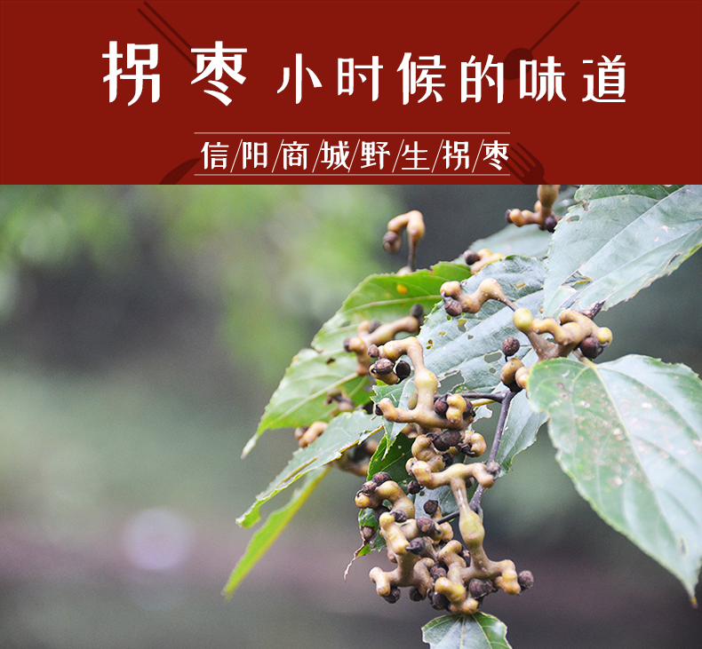 河南信阳大别山干拐枣纯果肉 泡酒泡茶野生万寿果