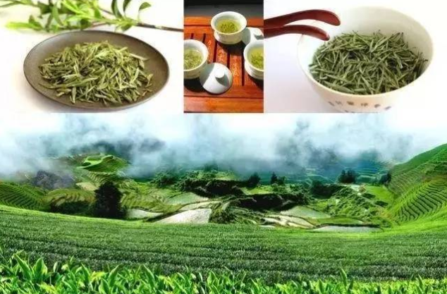 商城高山茶