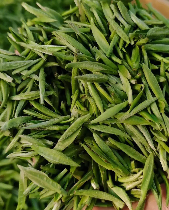 信阳毛尖哪里的最好