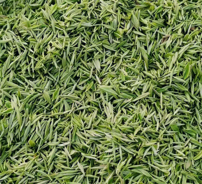 信阳毛尖手工茶