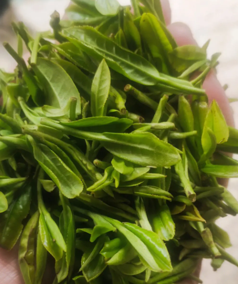 信阳毛尖的真假鉴别
